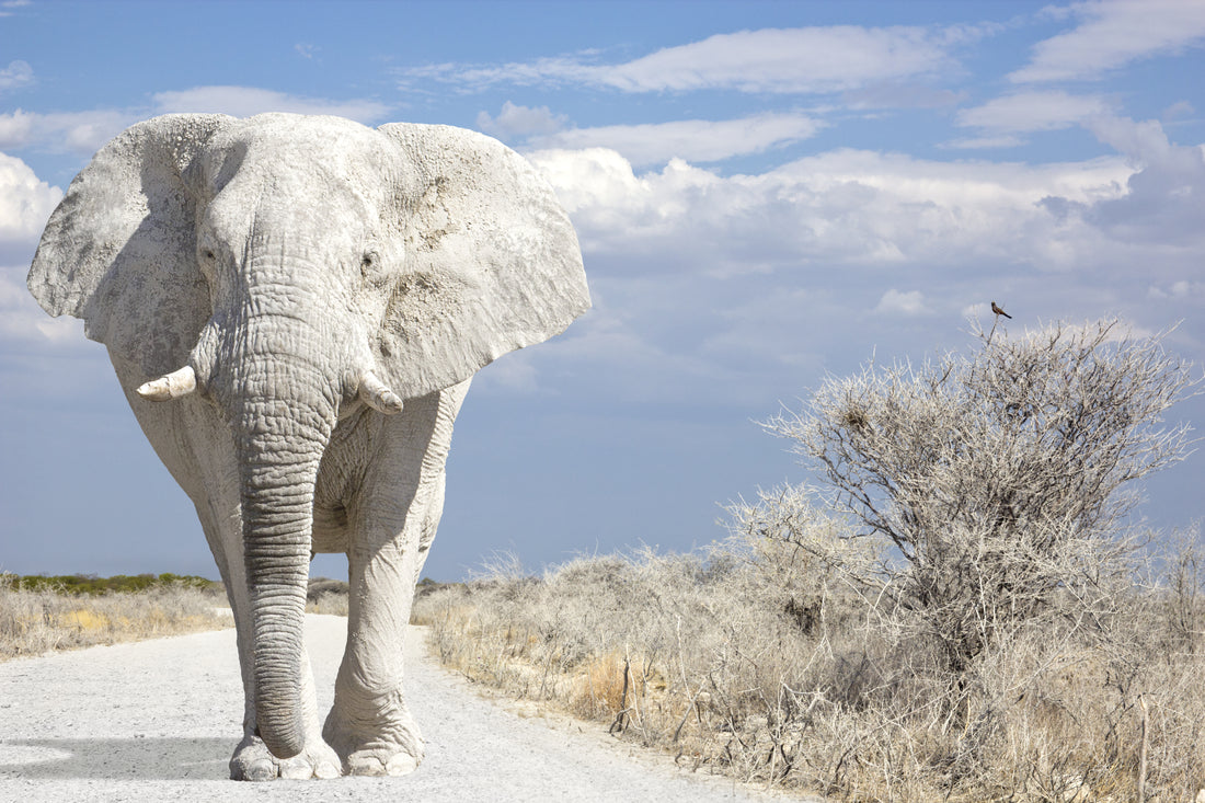 What Is A White Elephant Gift?