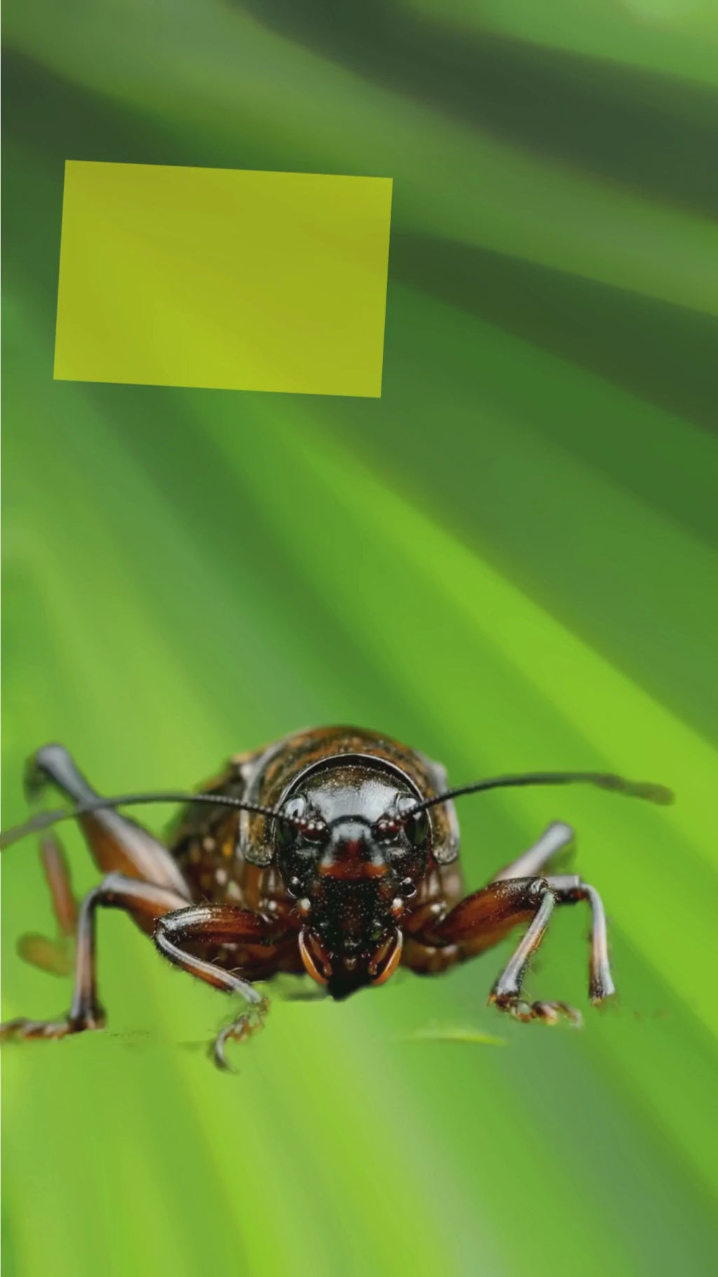 Frickin' Cricket sound prank device video demonstration